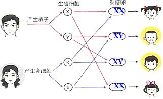 生男女機率|生男生女概率各 50％，每个家庭都生到第一个男孩就不再生，那。